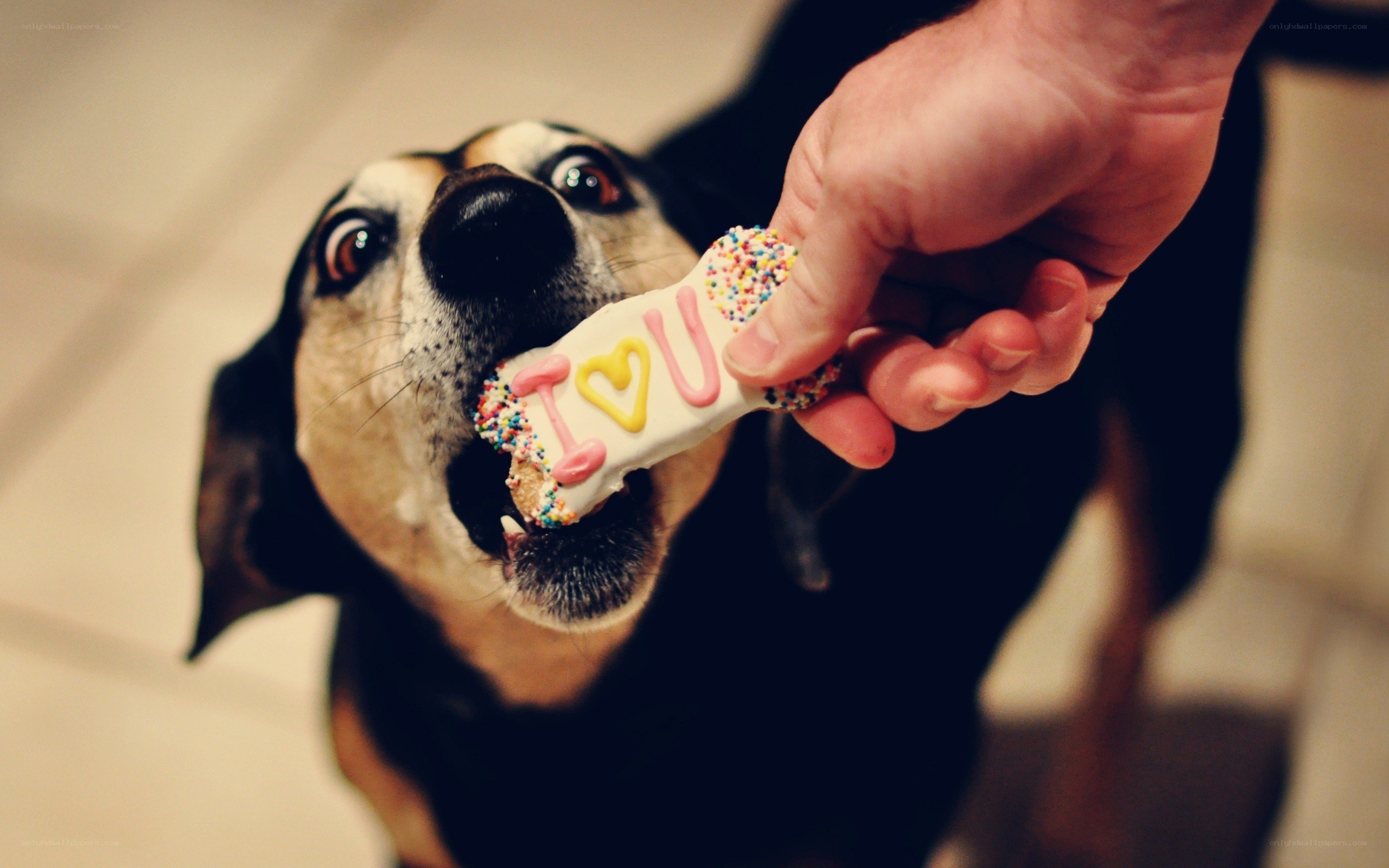 dog eating treat