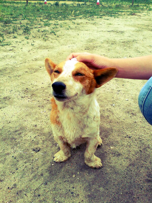 dog enjoying a head scratch