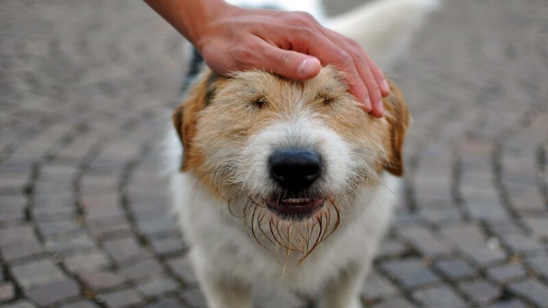 dog enjoying a head scratch
