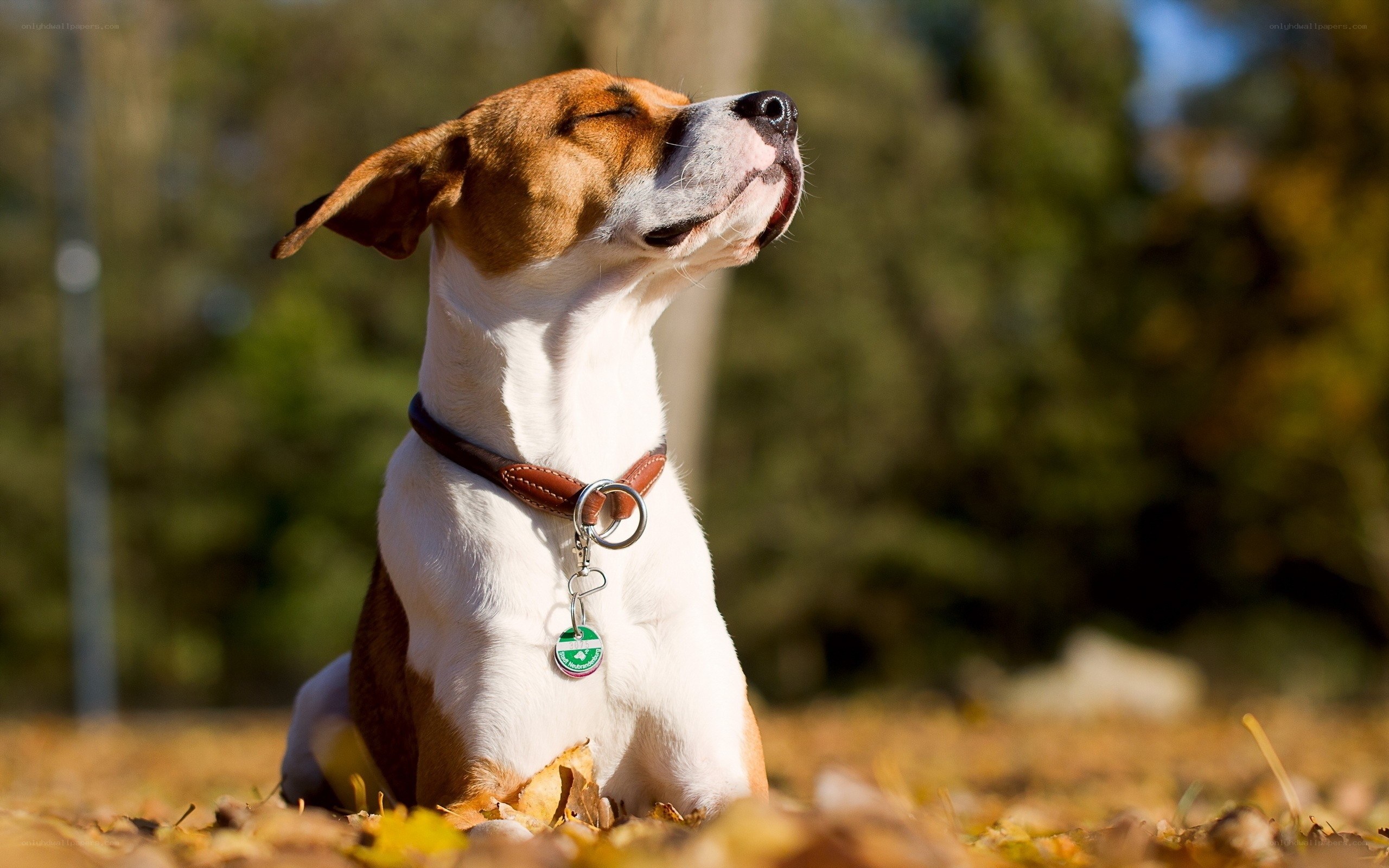 dog enjoying autumn sun