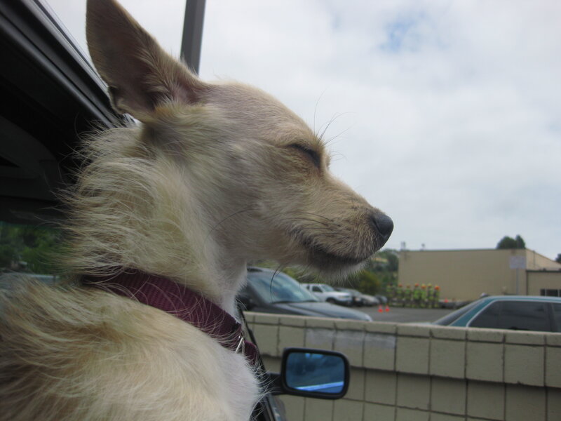 dog enjoying car ride