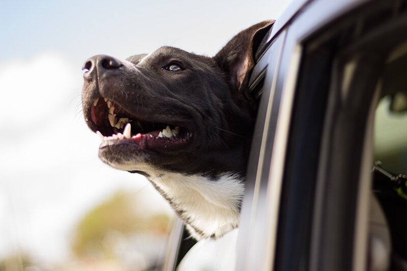 dog enjoying car ride