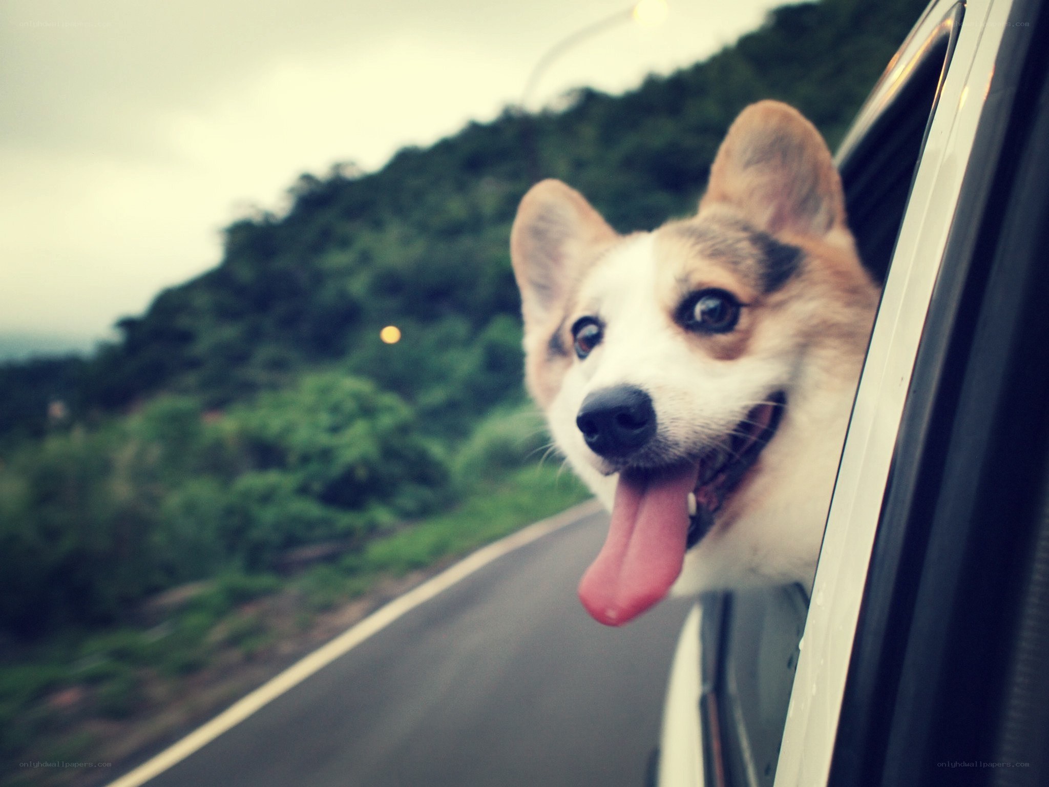 dog enjoying car ride