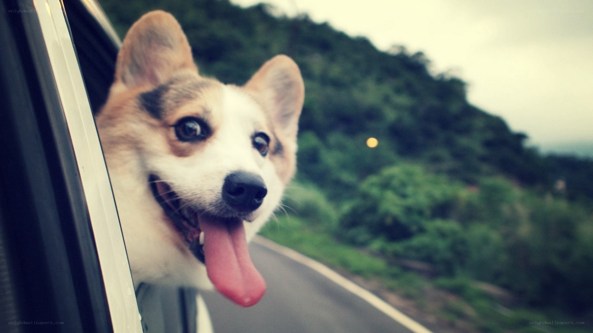dog enjoying car ride