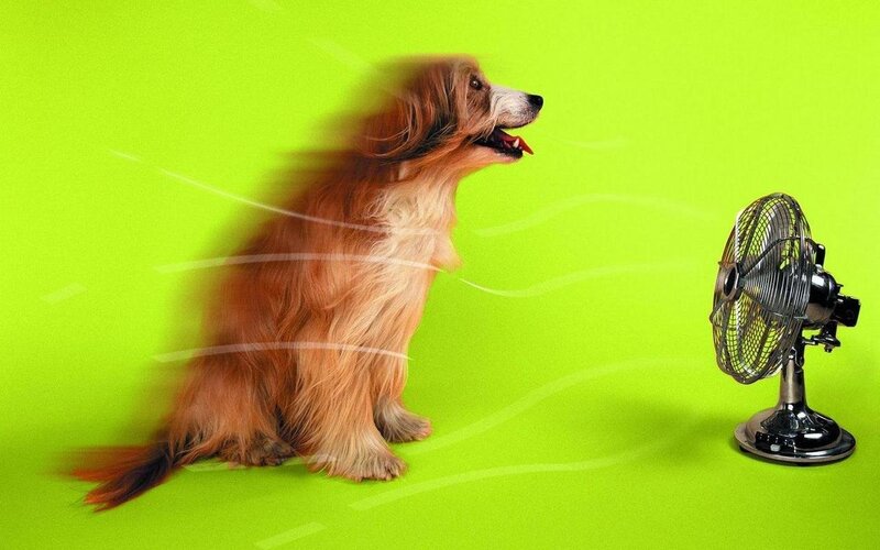 dog enjoying fan breeze