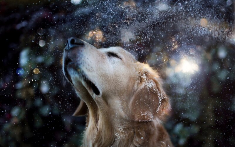 dog enjoying snowfall