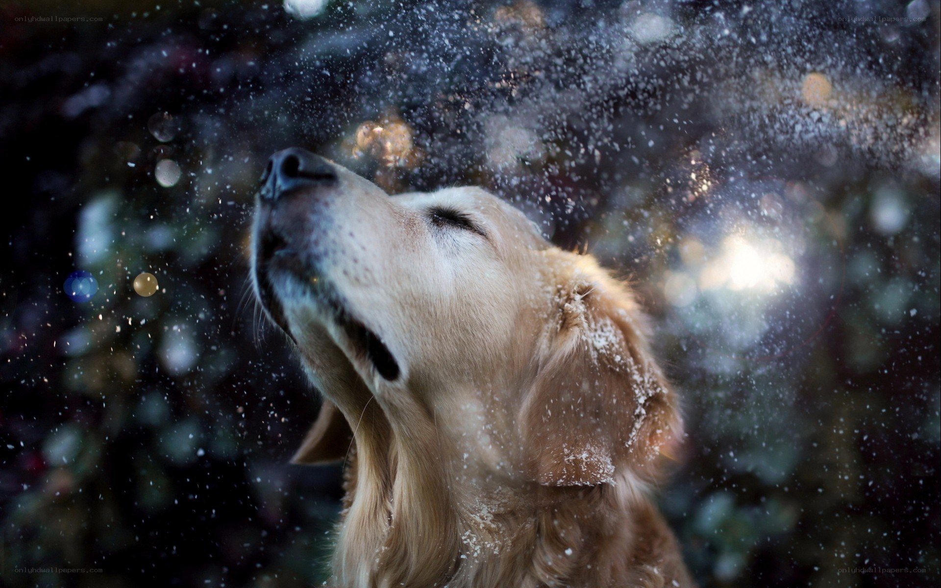 dog enjoying snowfall