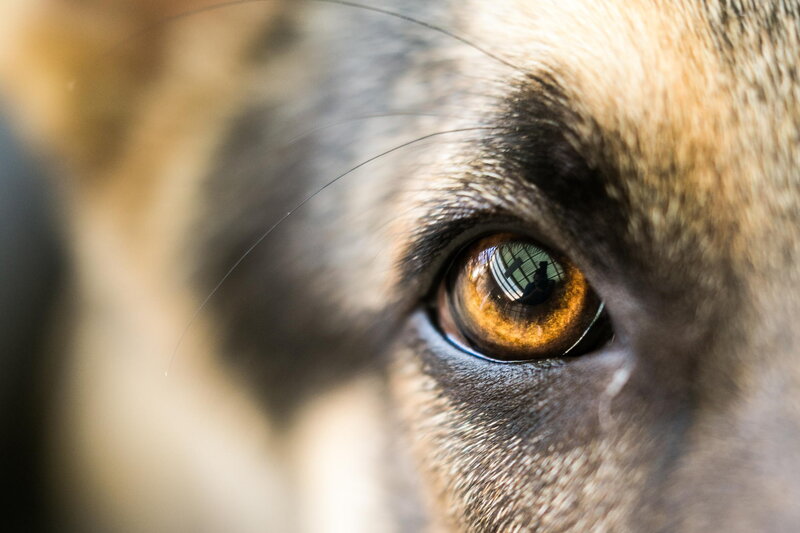 Dog Eye Close-up — Brown, Intense