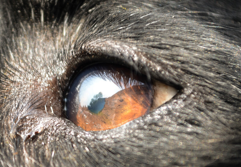 Dog Eye Close-up — Brown