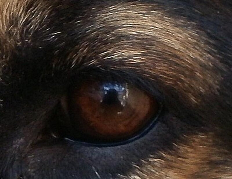 Dog Eye Close-up