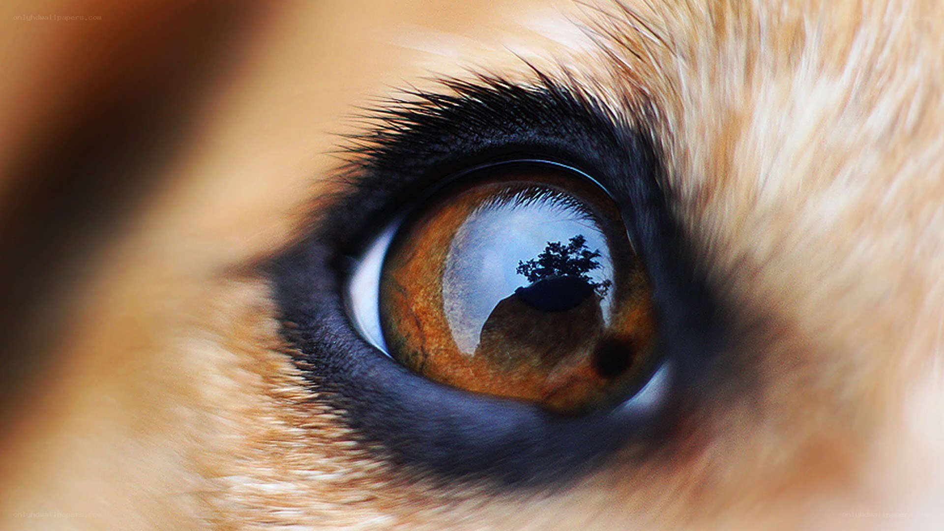 dog eye with tree reflection