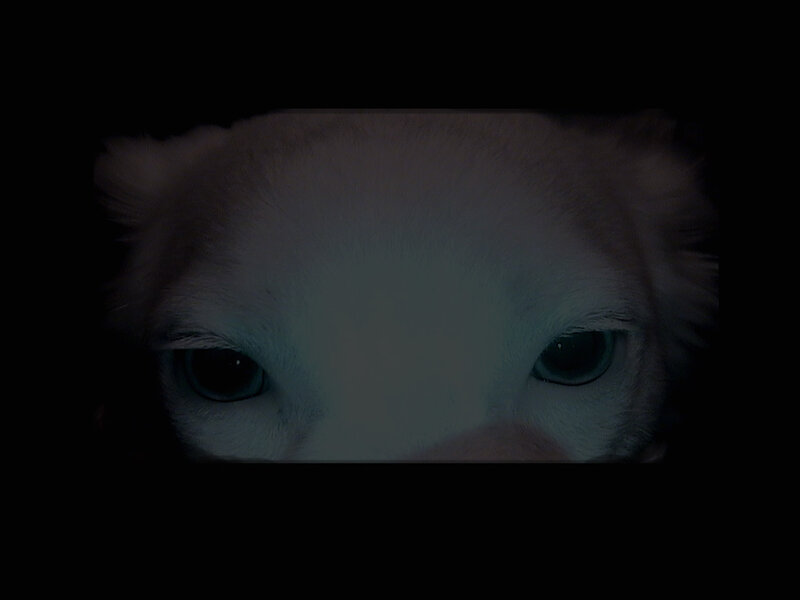 dog eyes in darkness