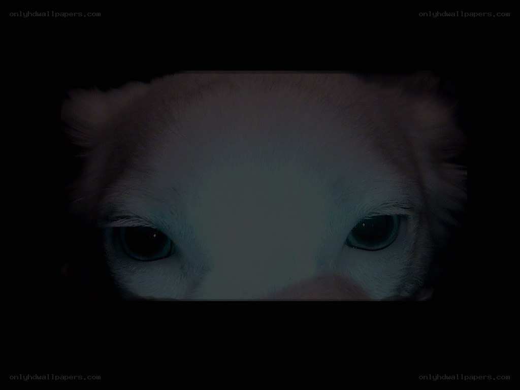 dog eyes in darkness