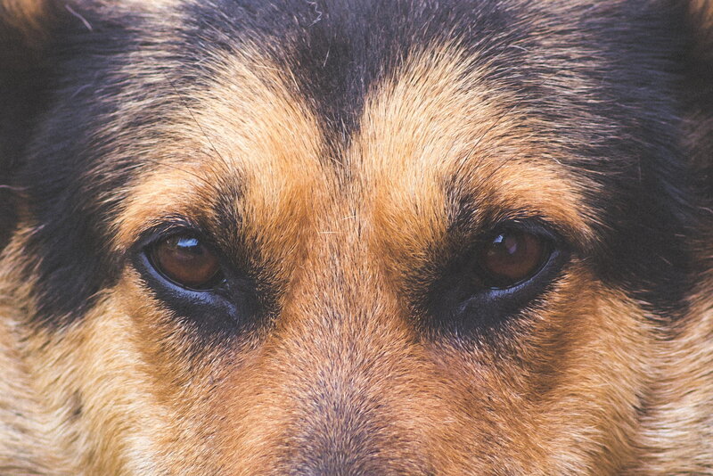 Dog Face Close-up