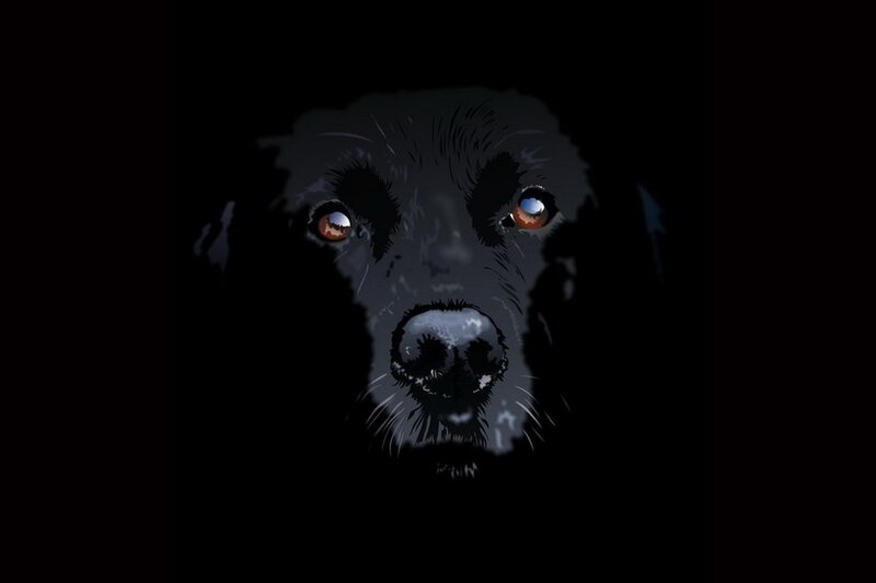 dog face in darkness