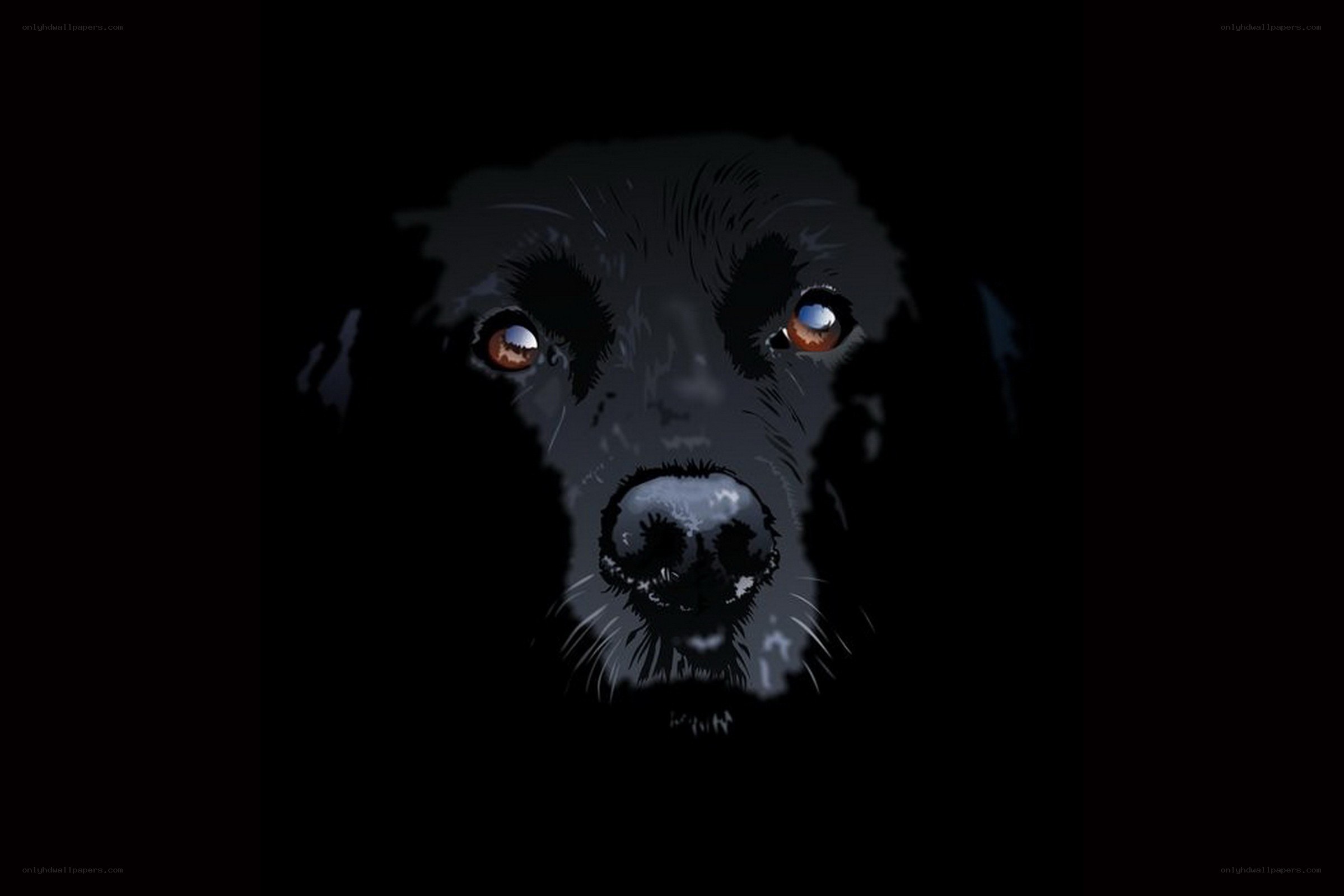 dog face in darkness