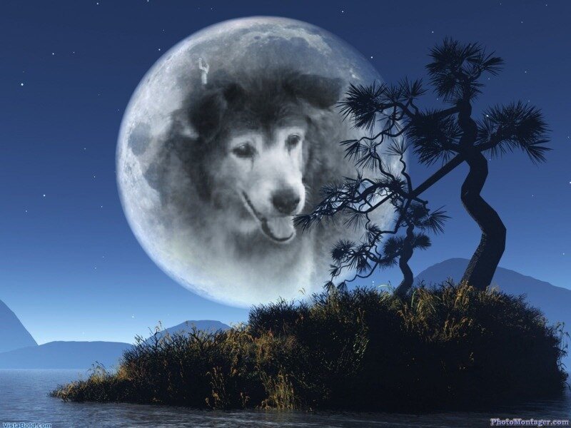 Dog Face on Moon