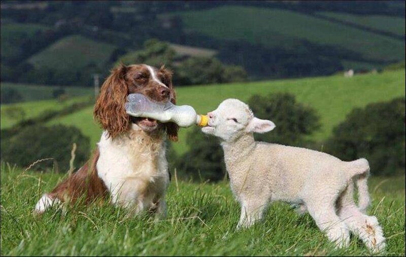 Dog Feeding Lamb — Green