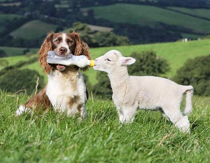 Dog Feeding Lamb