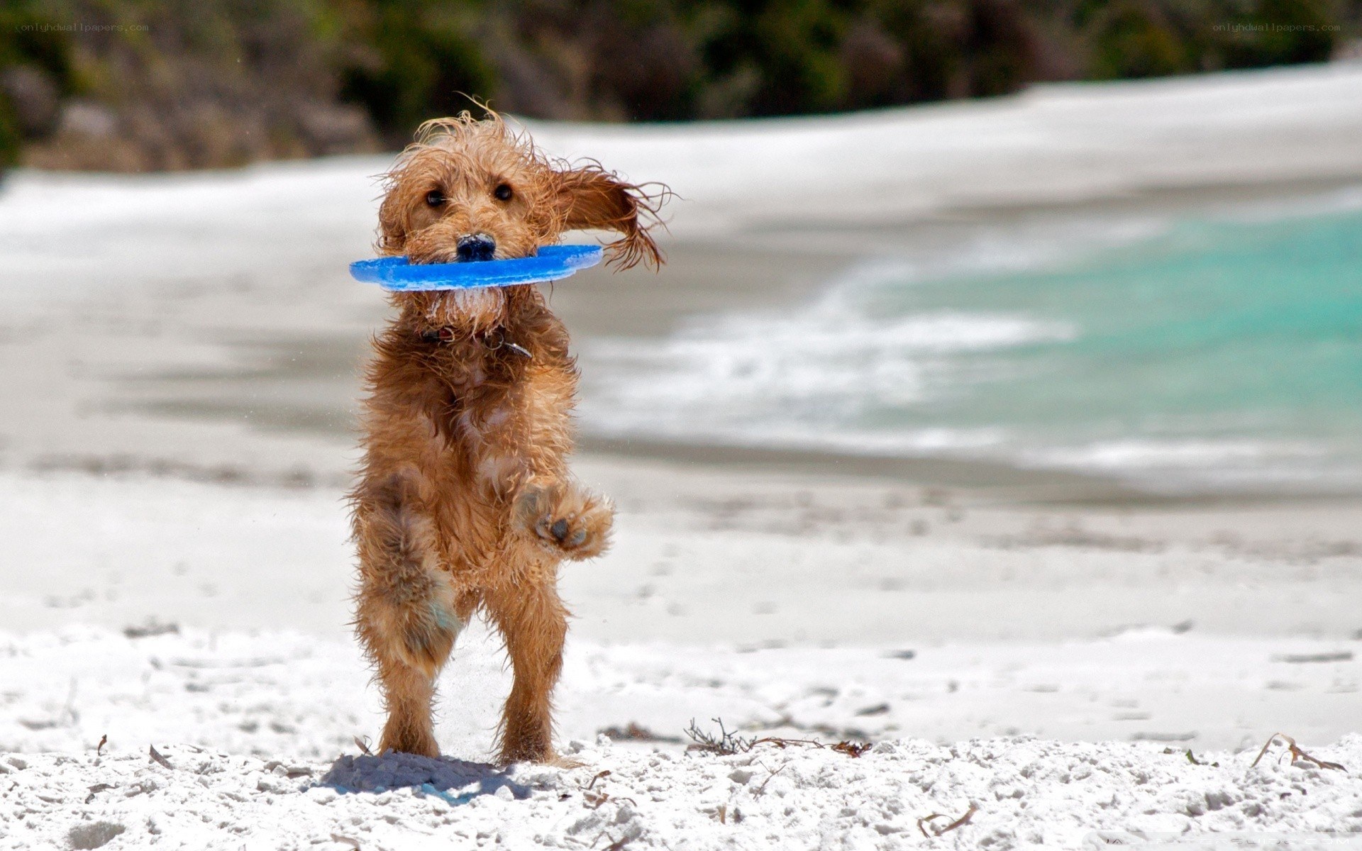 dog fetching frisbee on beach