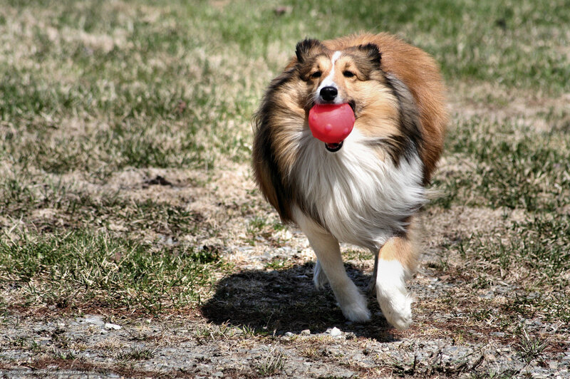 dog fetching red ball