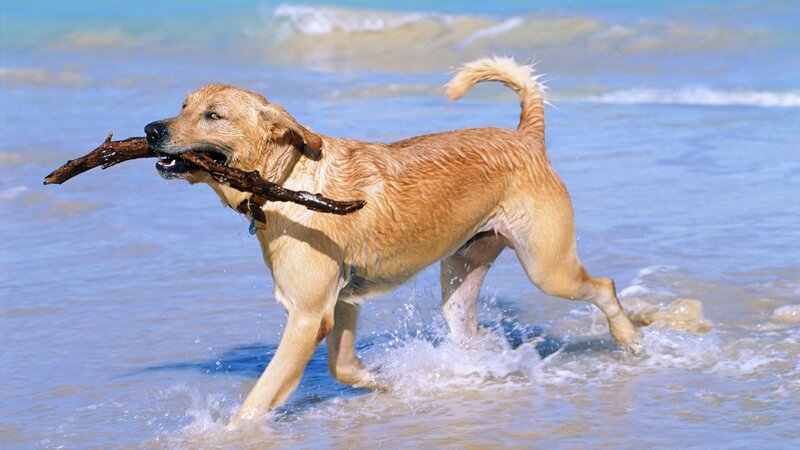 Dog fetching stick at beach