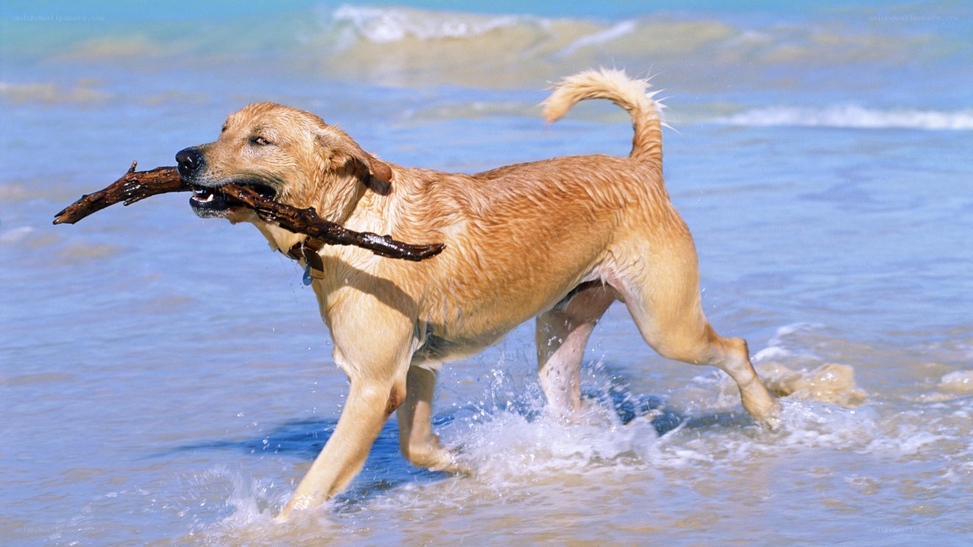Dog fetching stick at beach
