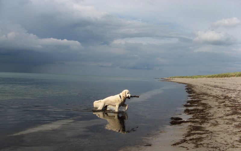 Dog fetching stick at beach