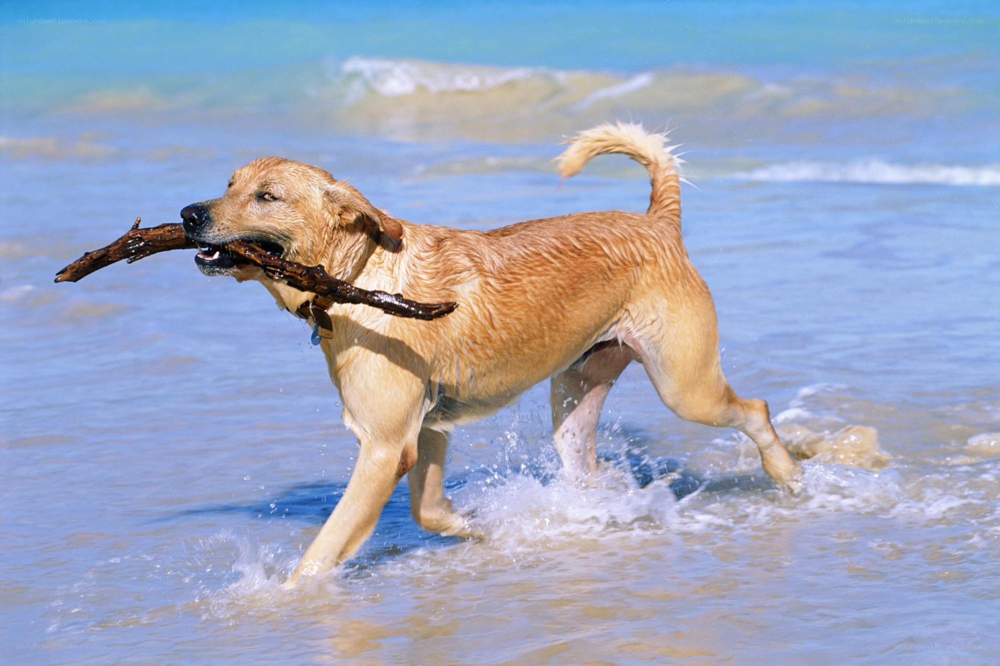 Dog fetching stick at beach