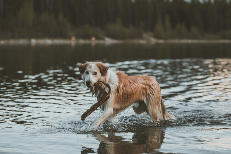 Dog fetching stick in lake