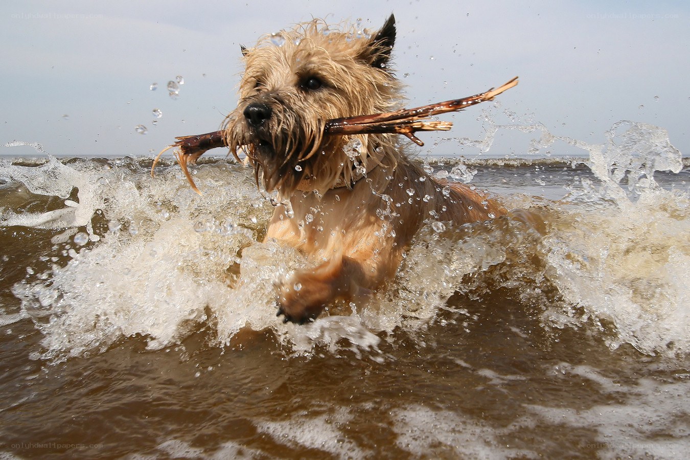 dog fetching stick in ocean