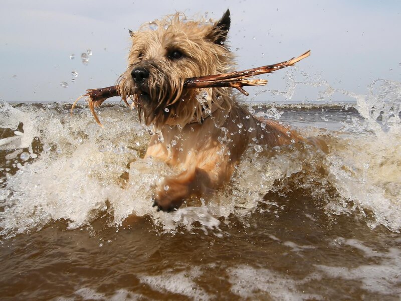 dog fetching stick in water