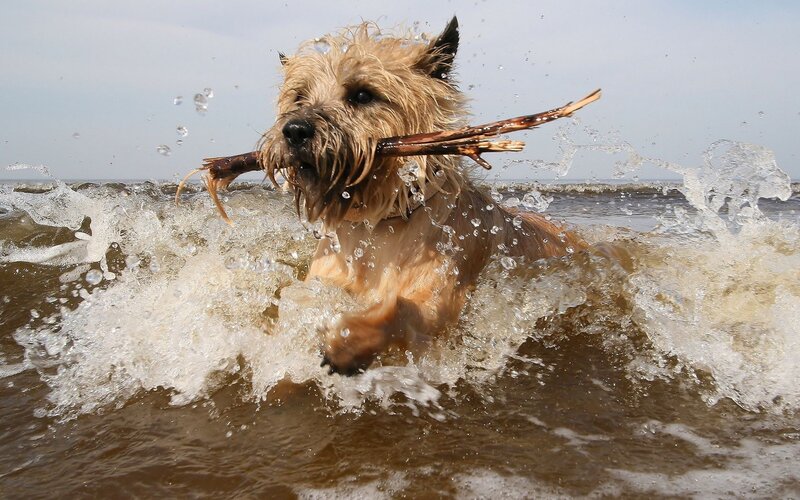 dog fetching stick in water