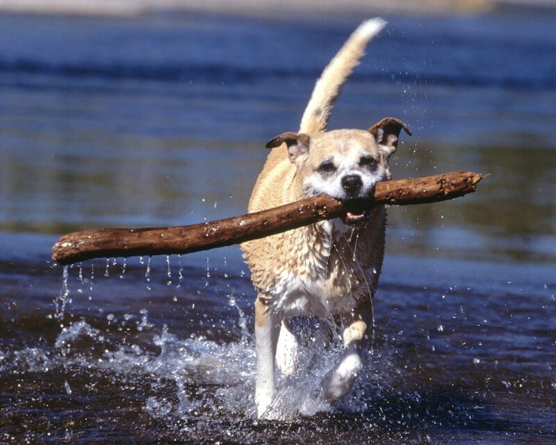 Dog fetching stick in water