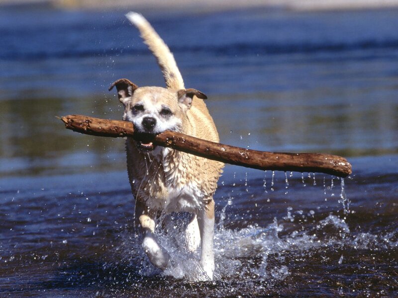 Dog fetching stick in water