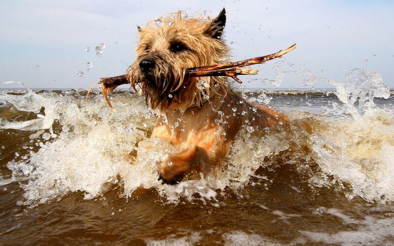 dog fetching stick in water