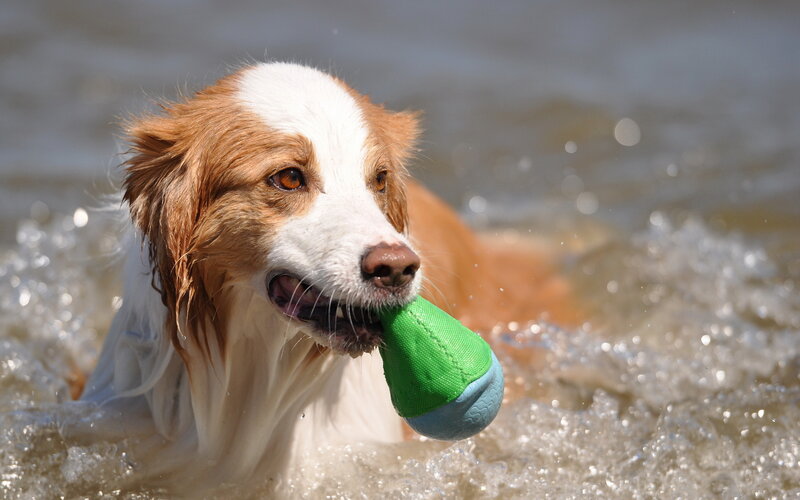 Dog Fetching Toy