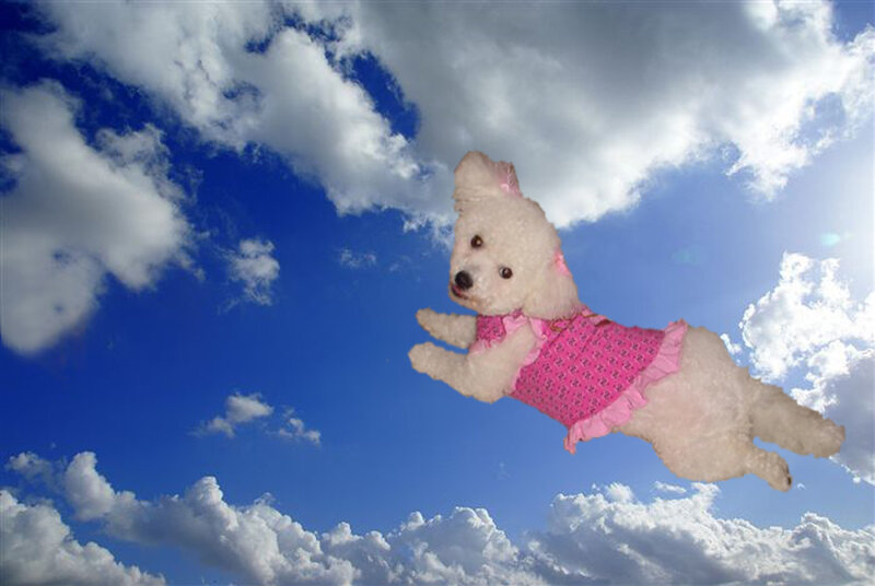 dog flying in the sky