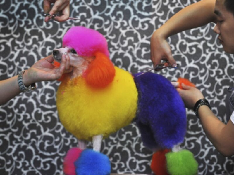 dog getting colorful haircut