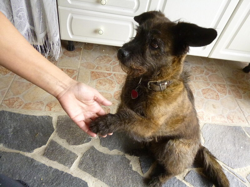 Dog Giving Paw