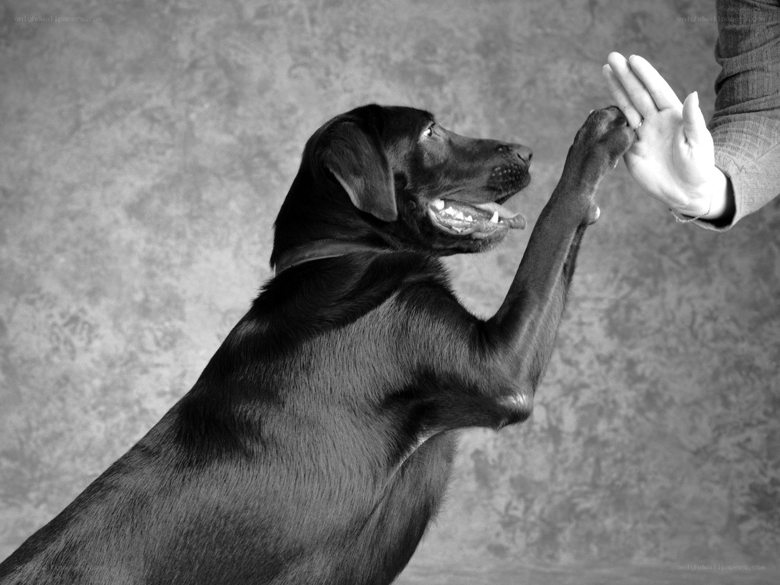 dog giving paw to human