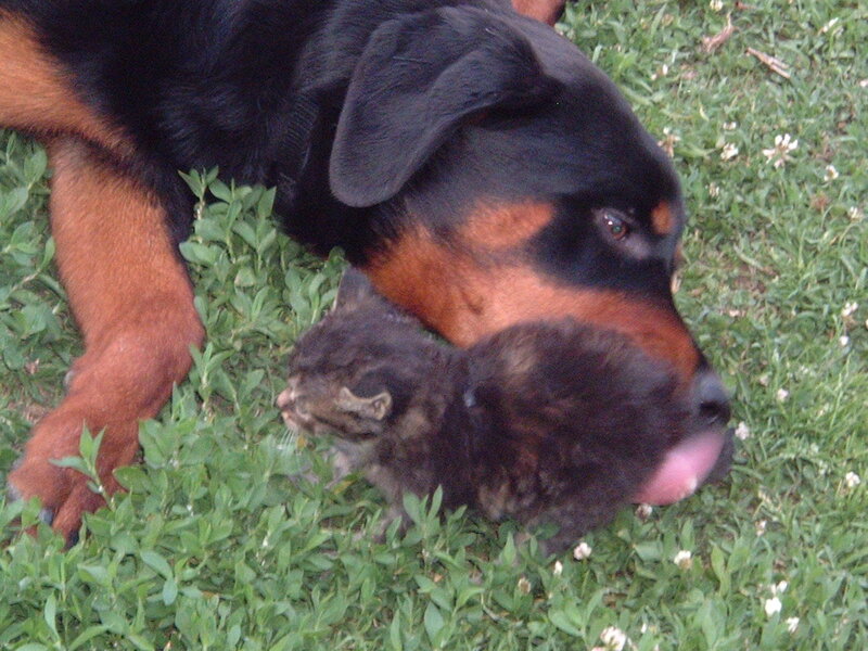 Dog grooming a kitten