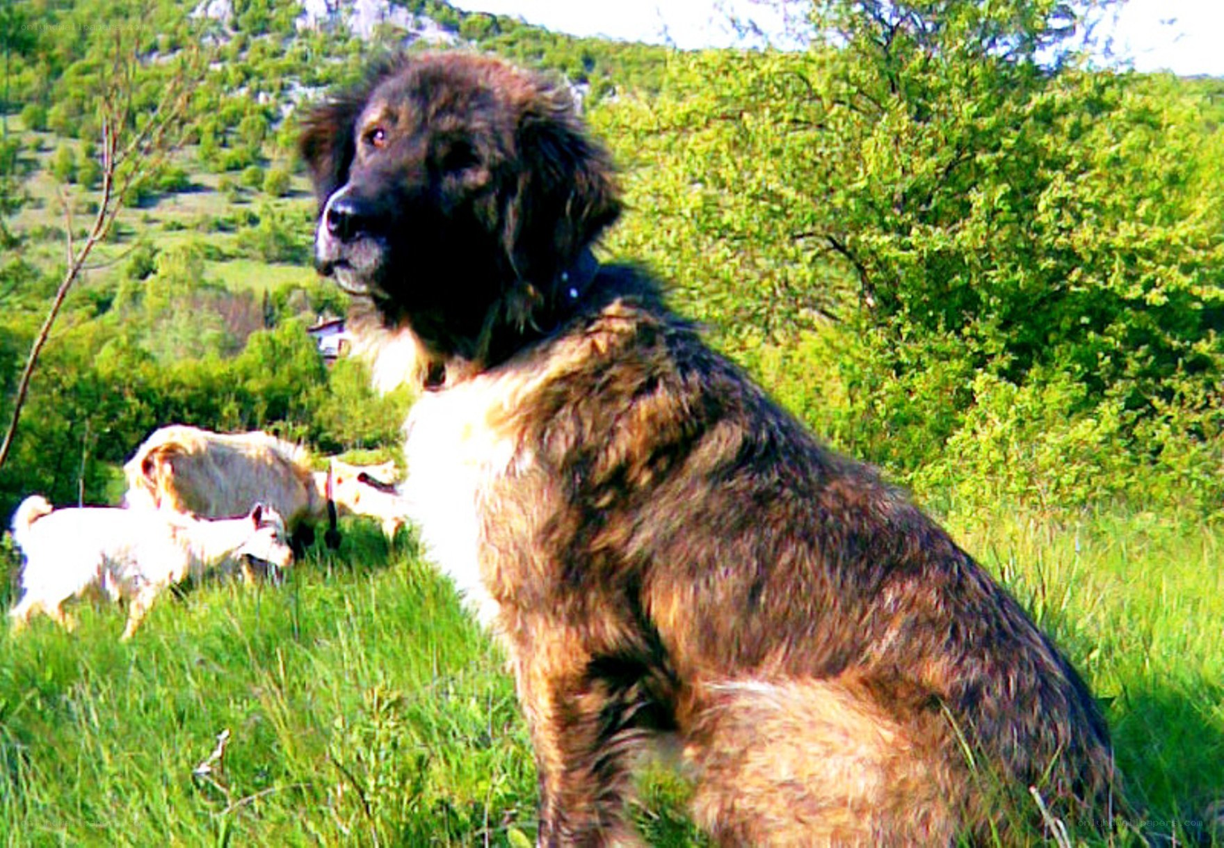 dog guarding goats in a field
