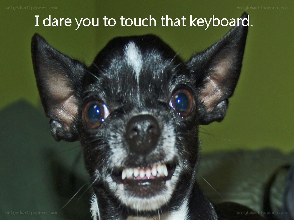 dog guarding keyboard