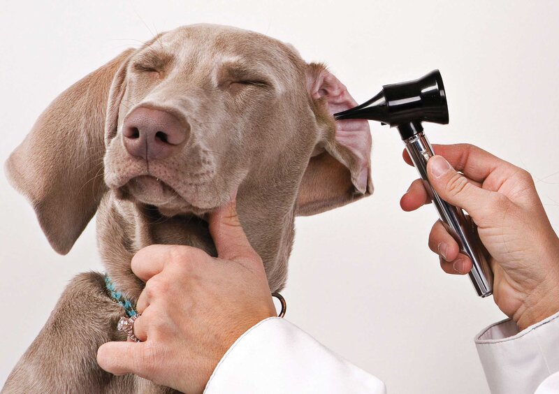 Dog Having Ear Exam
