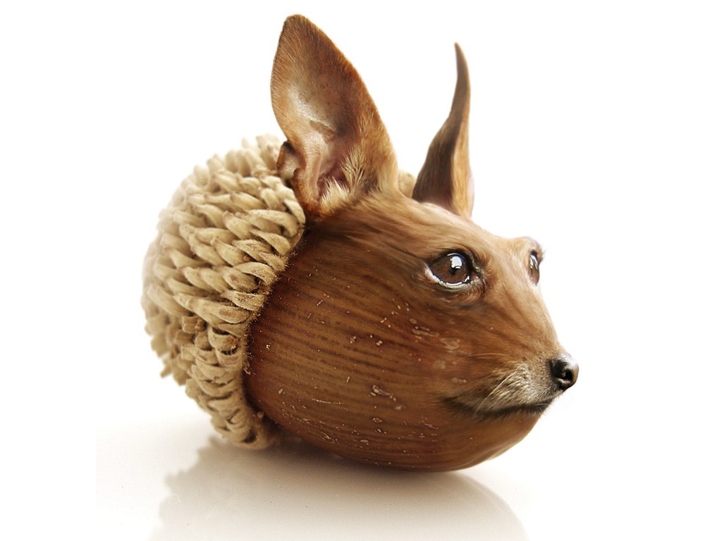 dog head on acorn