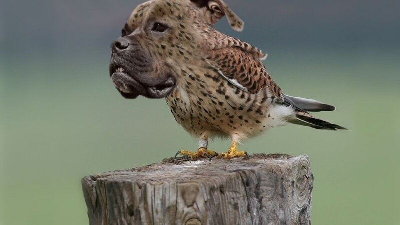 Dog-headed Bird — Brown, Neutral
