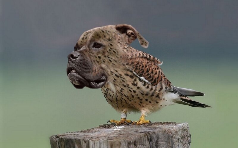 Dog-headed Bird — Brown