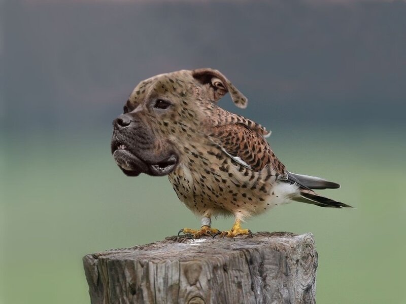 Dog-headed Bird