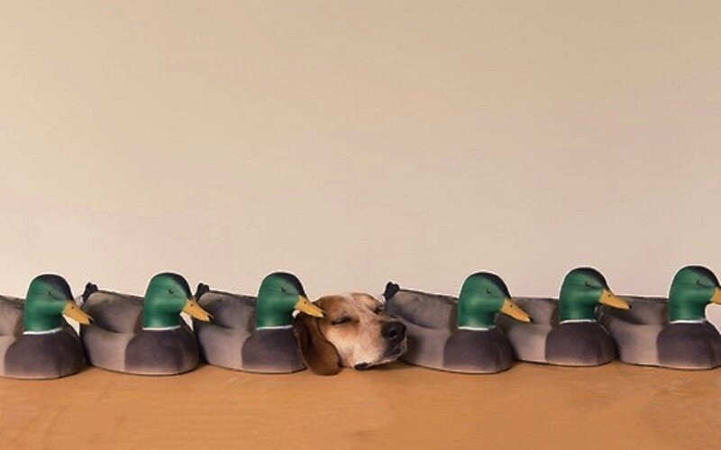 Dog Hiding Behind Ducks